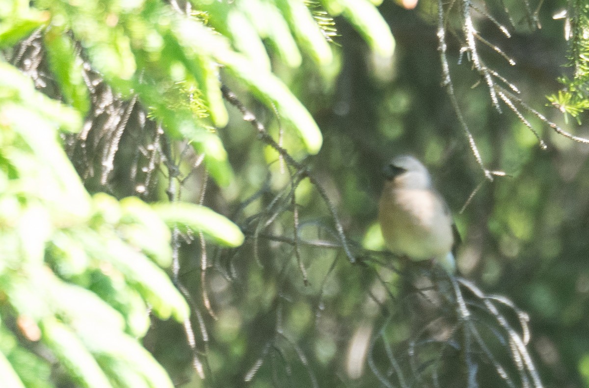 Gray-headed Bullfinch - ML644191782