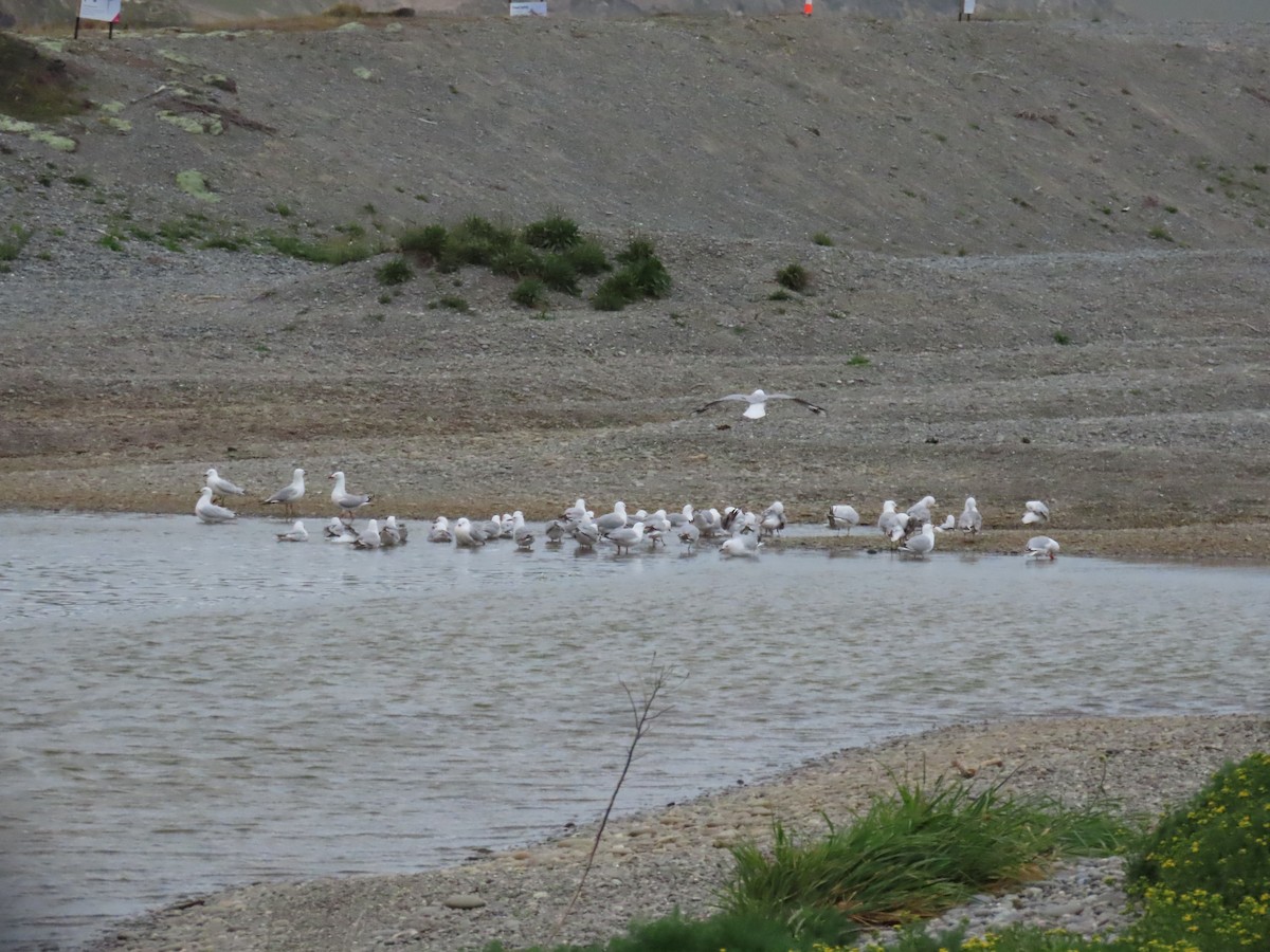 Mouette argentée - ML644191783