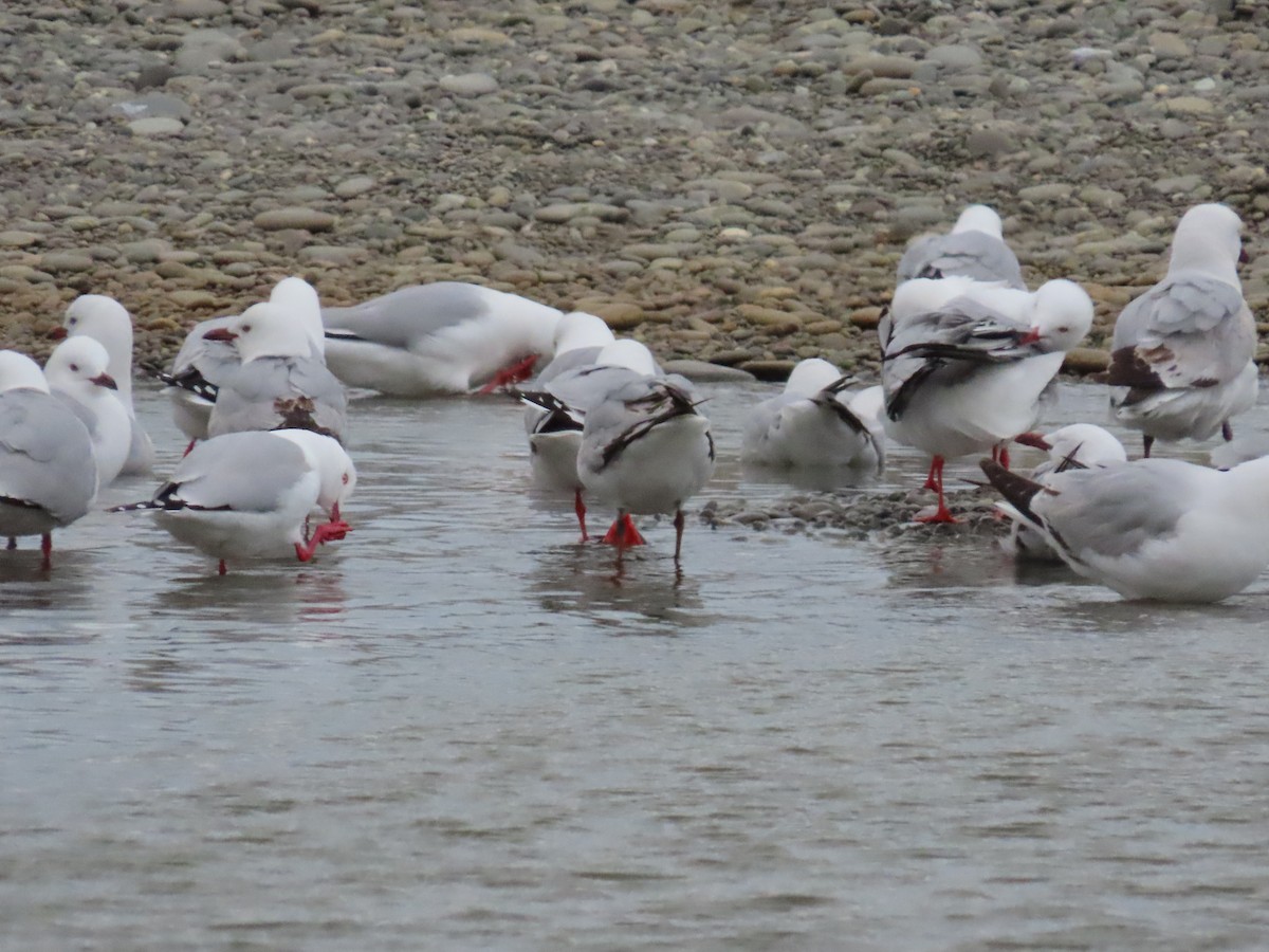 Mouette argentée - ML644191784