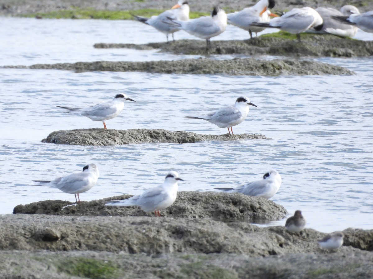 Forster's Tern - ML644191787