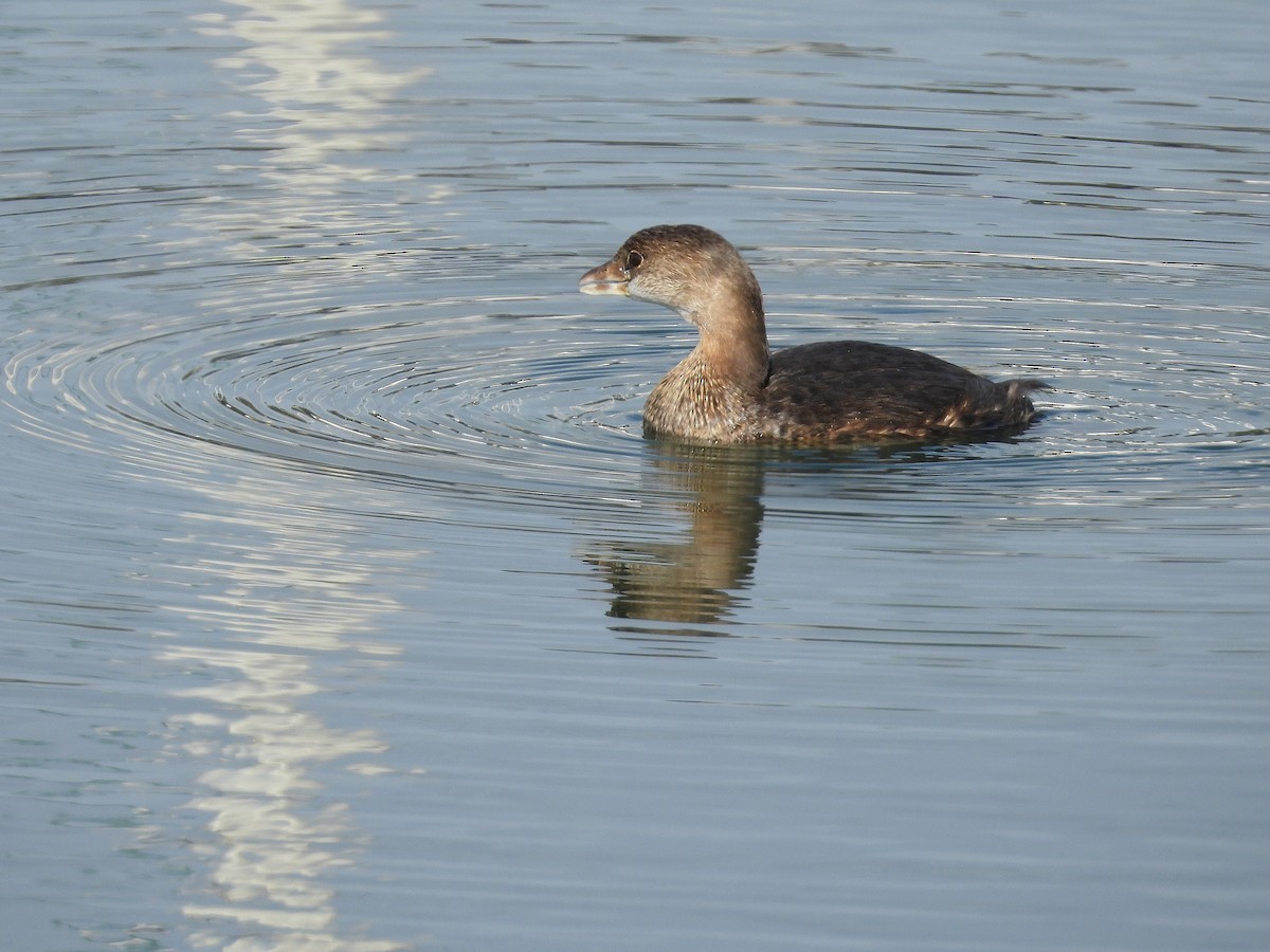 Pied-billed Grebe - ML644191795