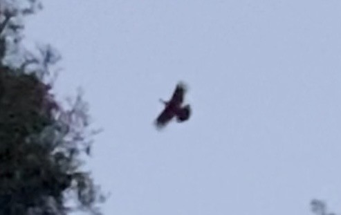 Wild Turkey - ML644191813