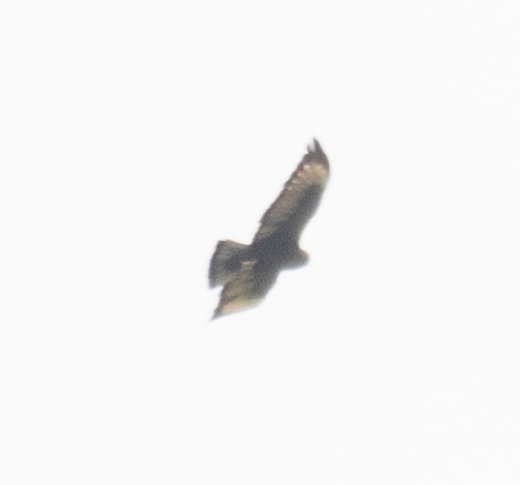Buteo, unbestimmt - ML644191814