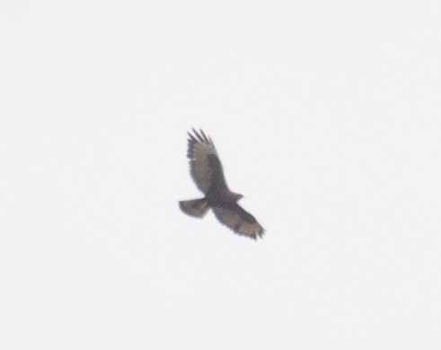 Buteo, unbestimmt - ML644191815