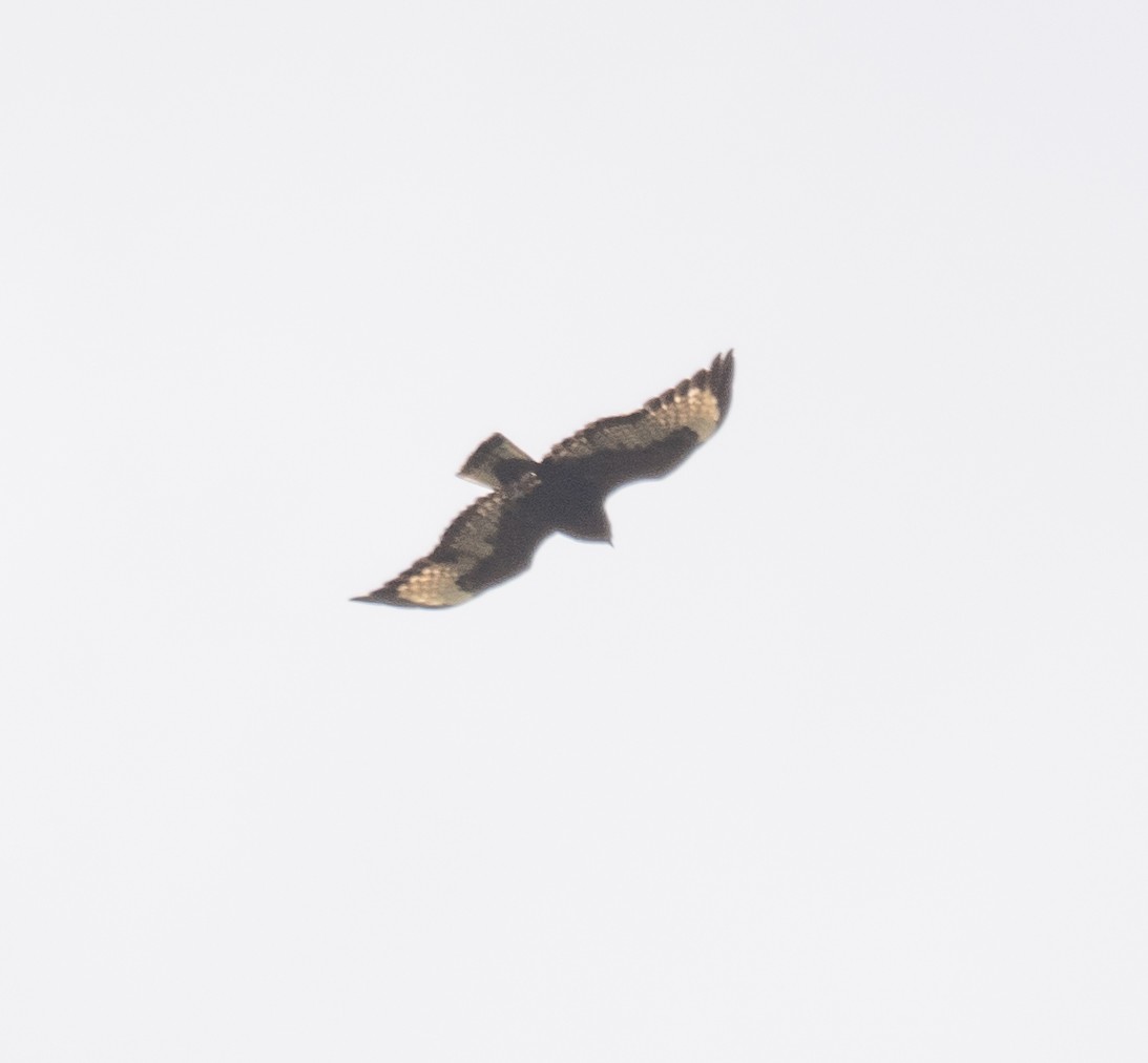 Buteo, unbestimmt - ML644191816