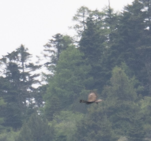 Buteo, unbestimmt - ML644191817