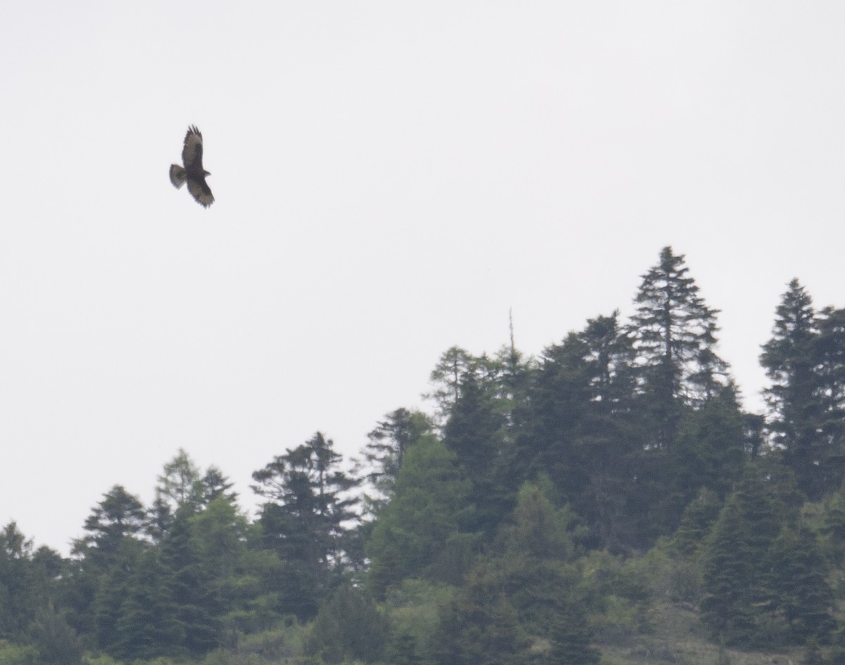 Buteo, unbestimmt - ML644191818