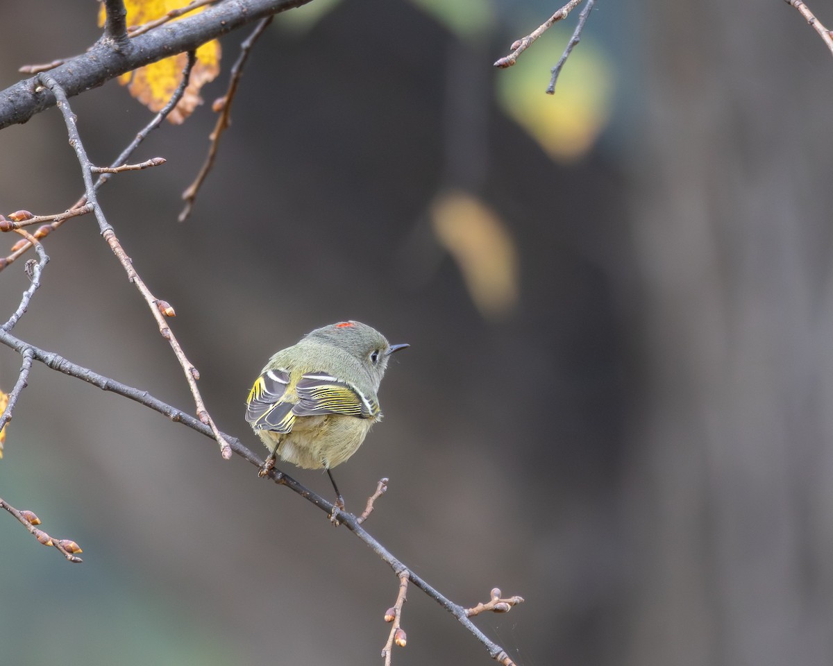 Ruby-crowned Kinglet - ML644191837