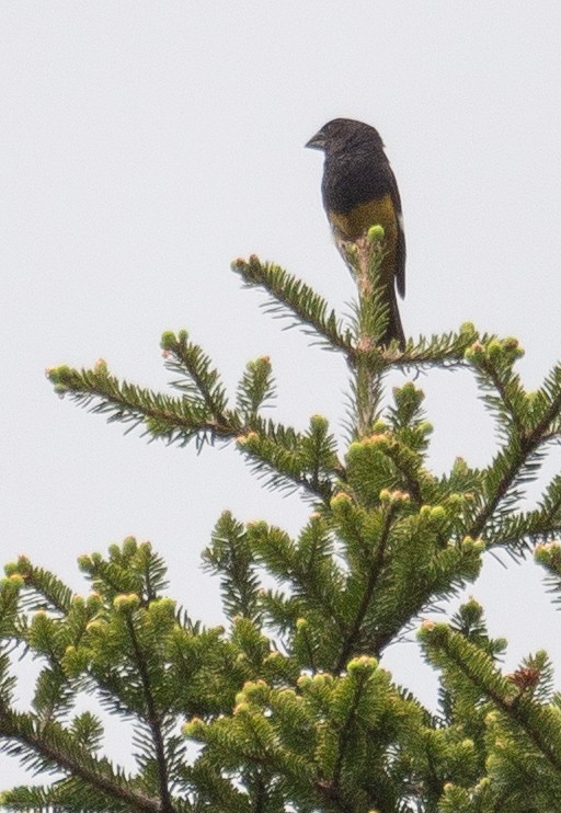 White-winged Grosbeak - ML644191842