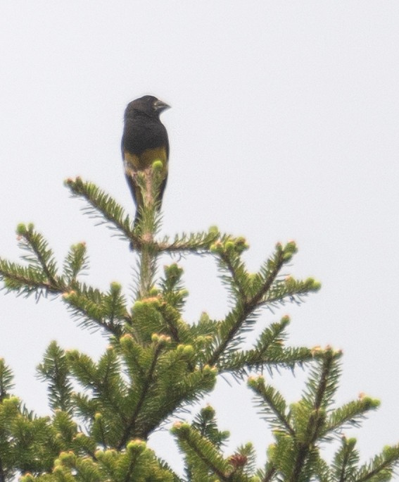 White-winged Grosbeak - ML644191843
