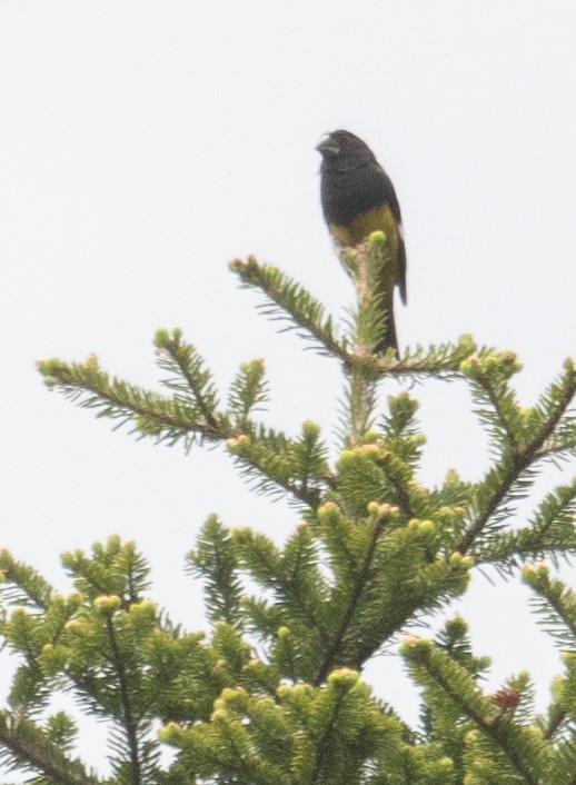 White-winged Grosbeak - ML644191844