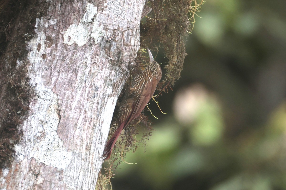 Montane Woodcreeper - ML644191862