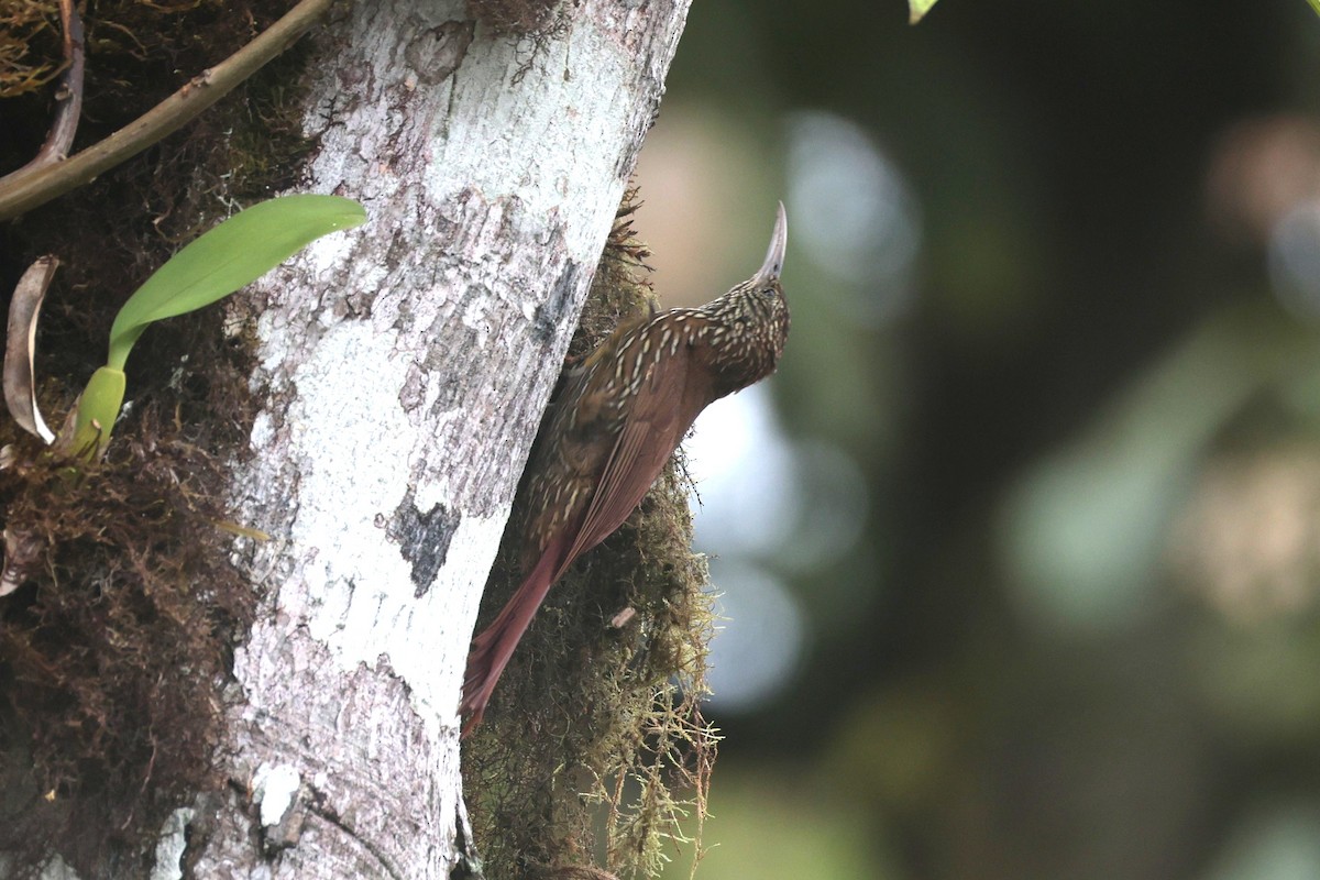 Montane Woodcreeper - ML644191863