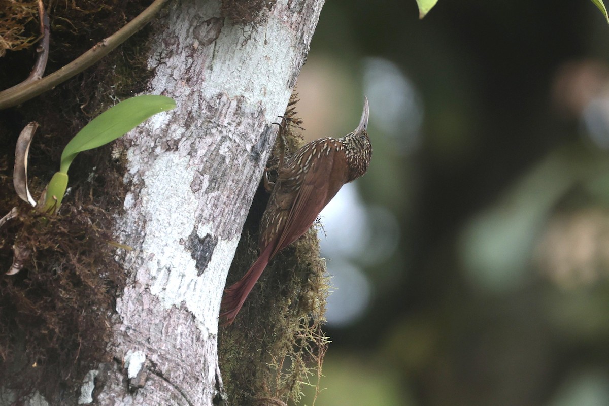 Montane Woodcreeper - ML644191864