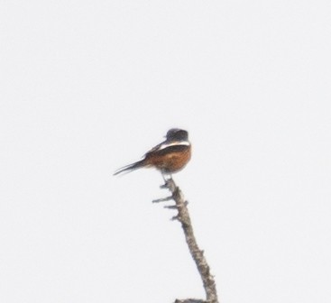 Ak Boğazlı Kızılkuyruk - ML644191866