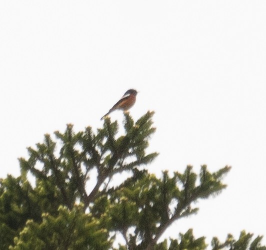 Ak Boğazlı Kızılkuyruk - ML644191867