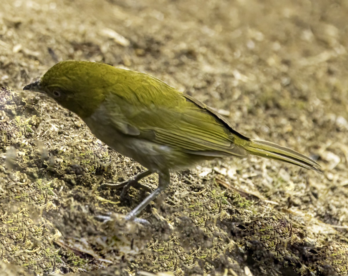 Yellow-throated Chlorospingus - ML644191874