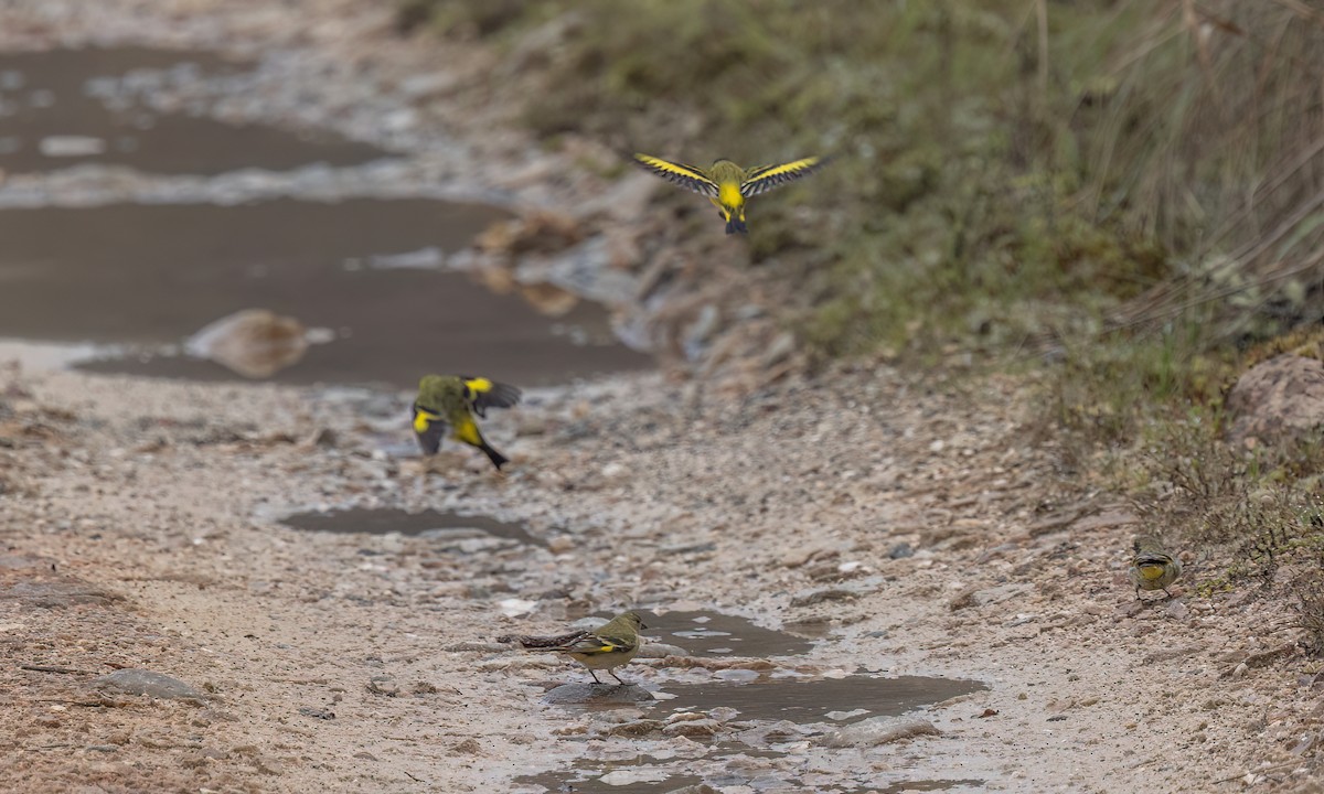 Hooded Siskin - ML644191893