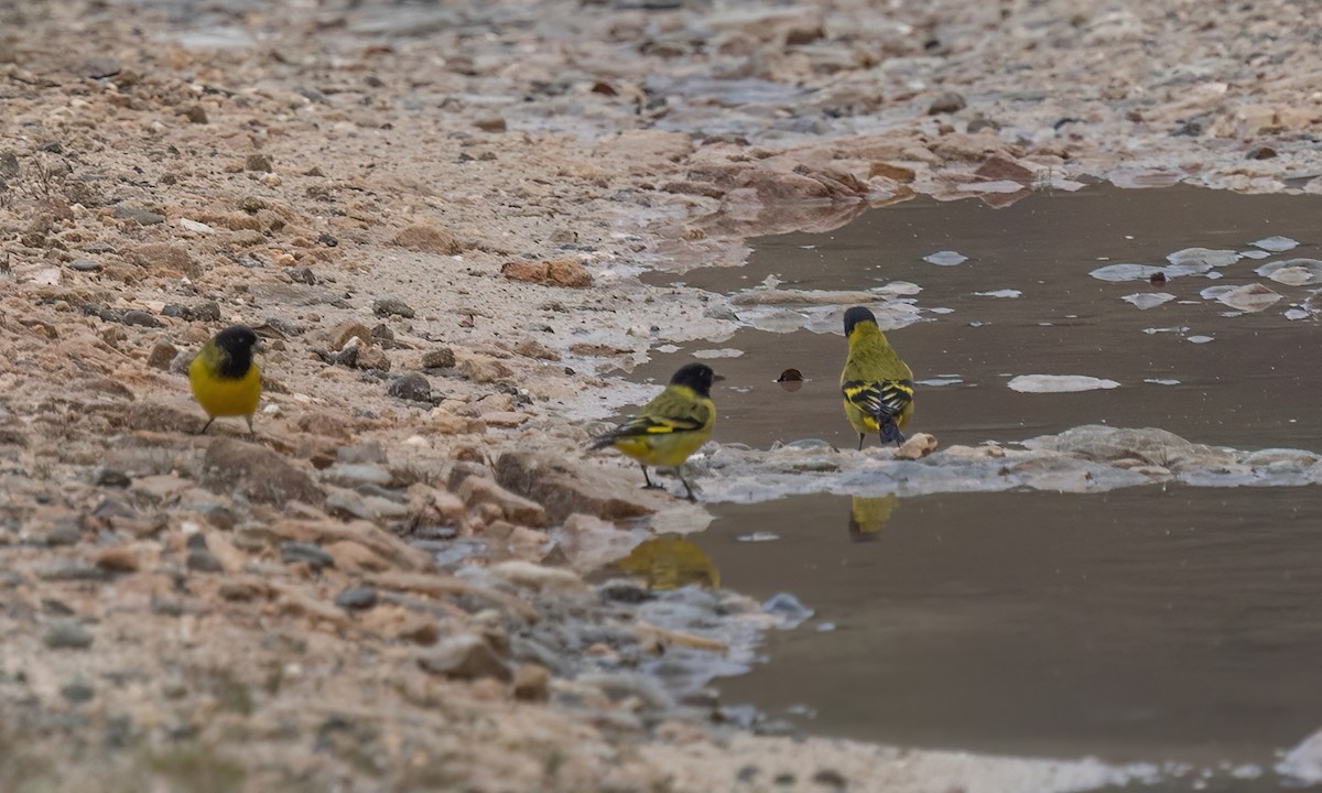 Hooded Siskin - ML644191894