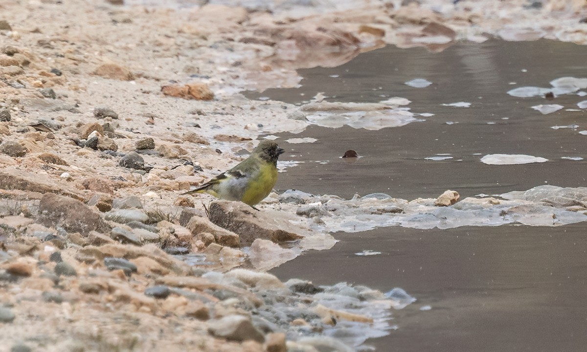 Hooded Siskin - ML644191895