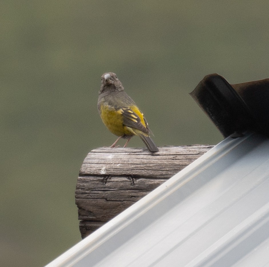 White-winged Grosbeak - ML644191897