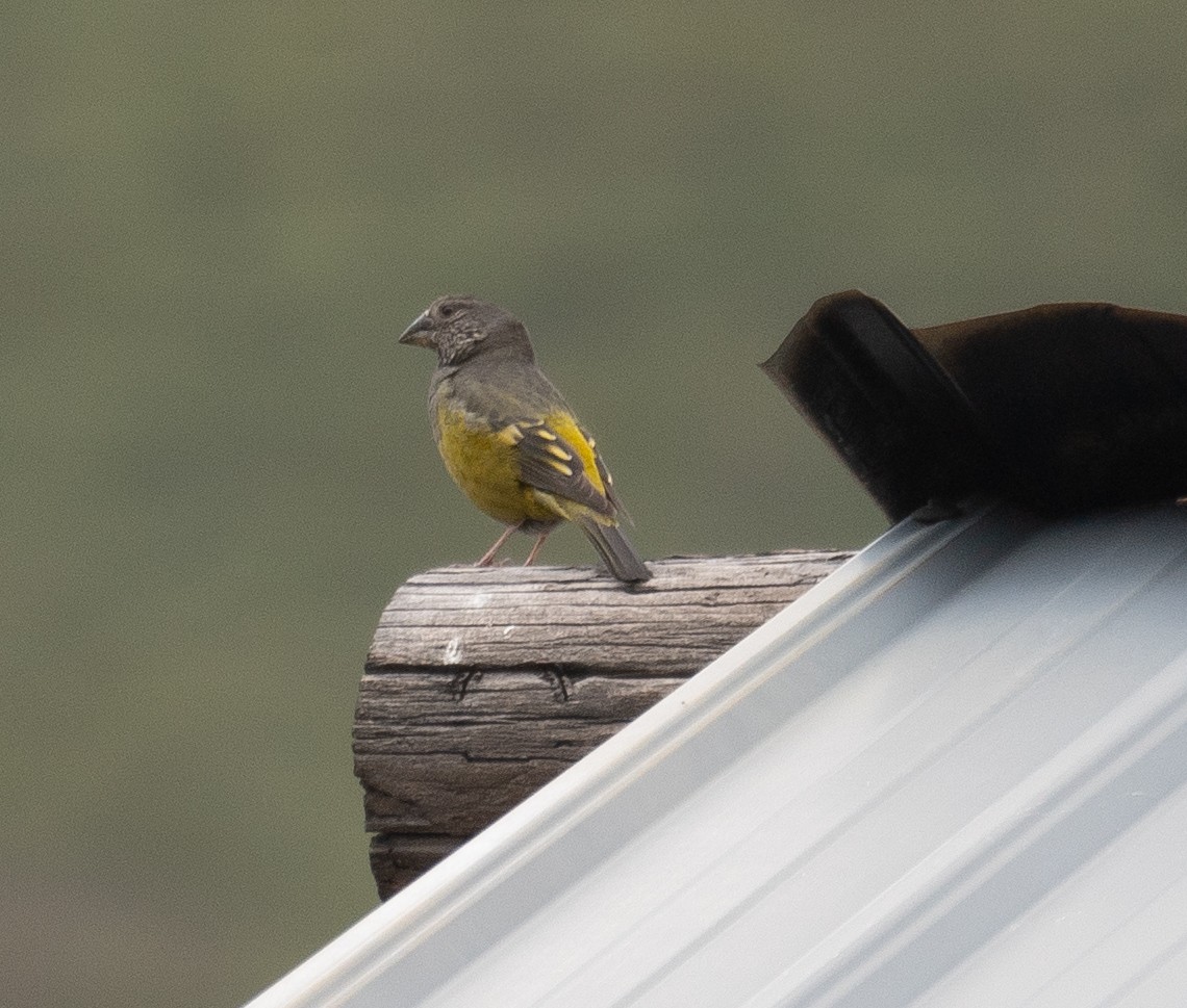 White-winged Grosbeak - ML644191898