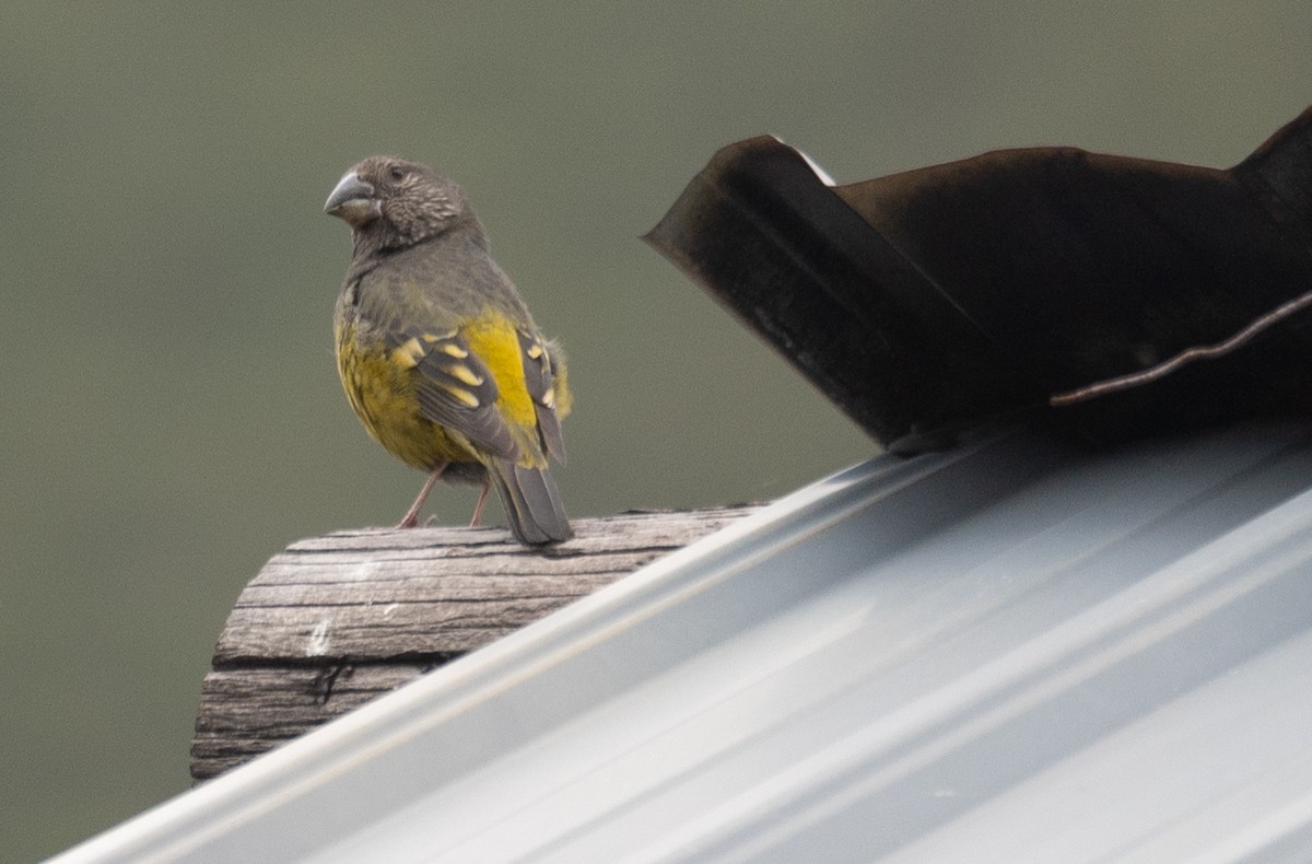 White-winged Grosbeak - ML644191899