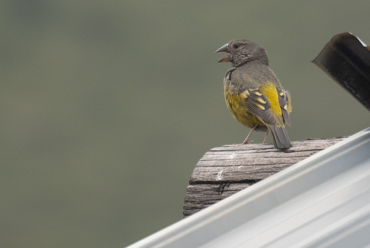 White-winged Grosbeak - ML644191900