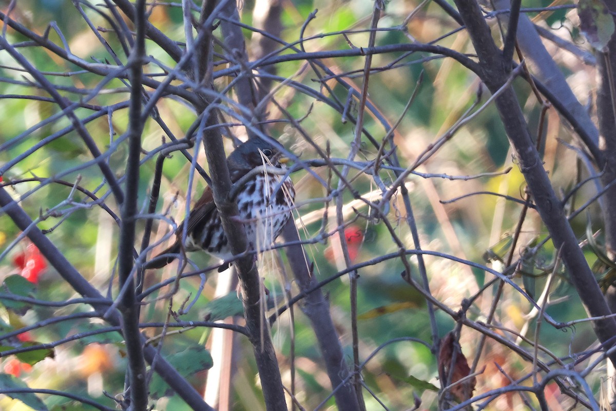 Fox Sparrow - ML644191902