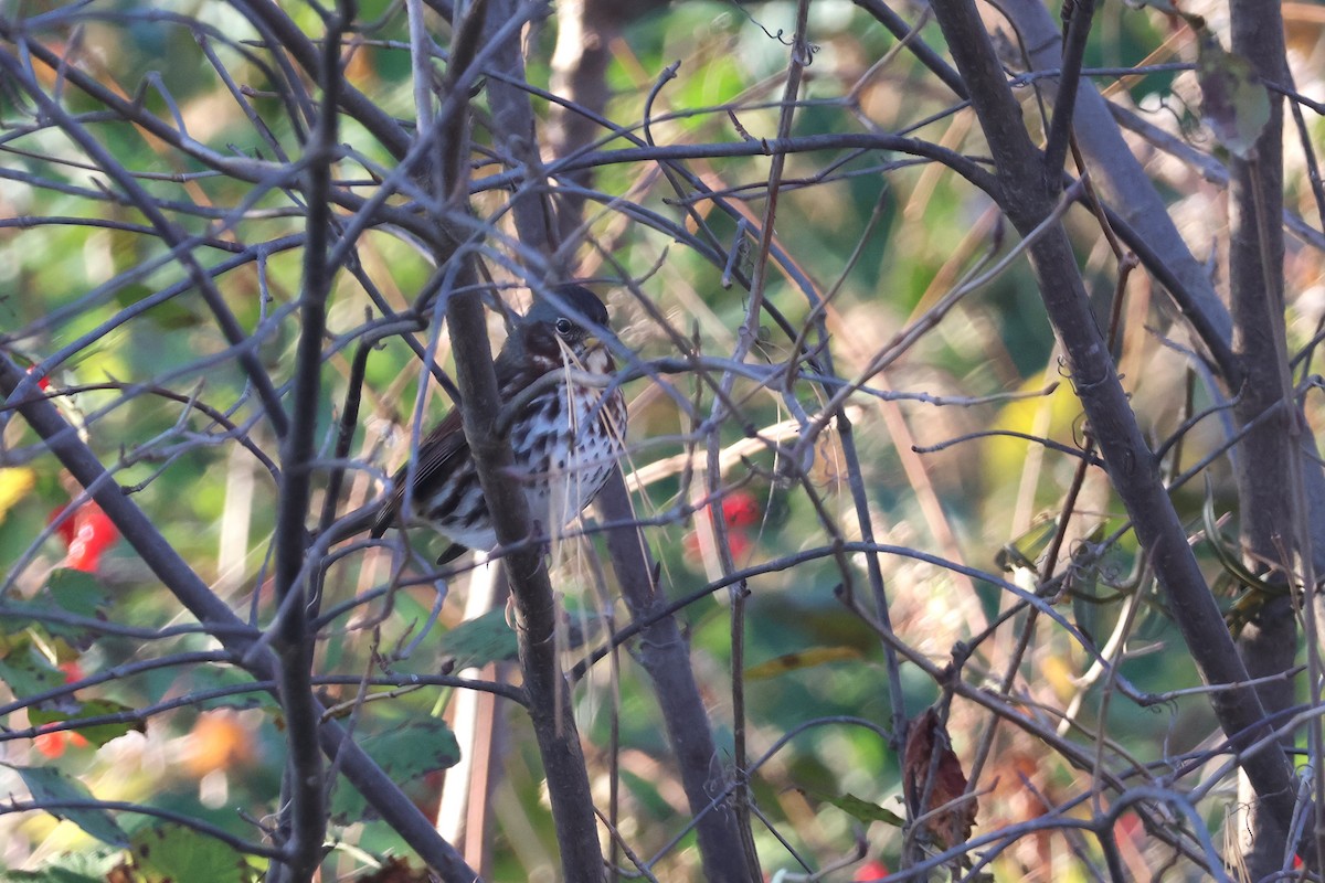Fox Sparrow - ML644191903
