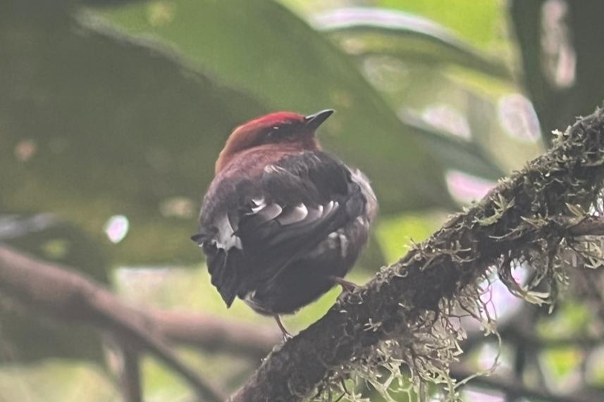 Club-winged Manakin - ML644191904