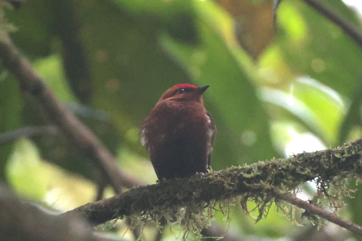 Club-winged Manakin - ML644191905