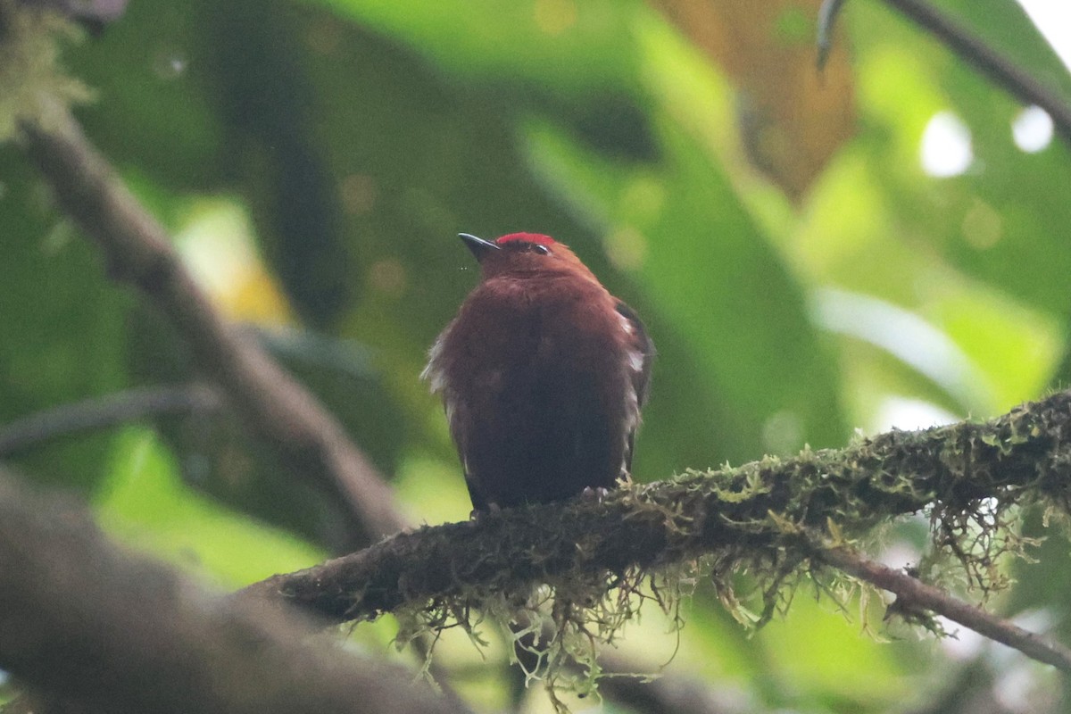 Club-winged Manakin - ML644191906
