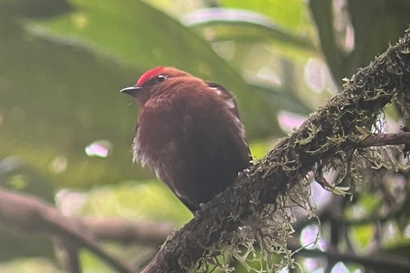 Club-winged Manakin - ML644191907