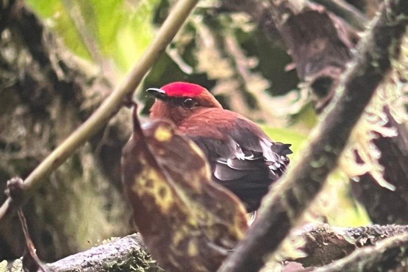 Club-winged Manakin - ML644191908