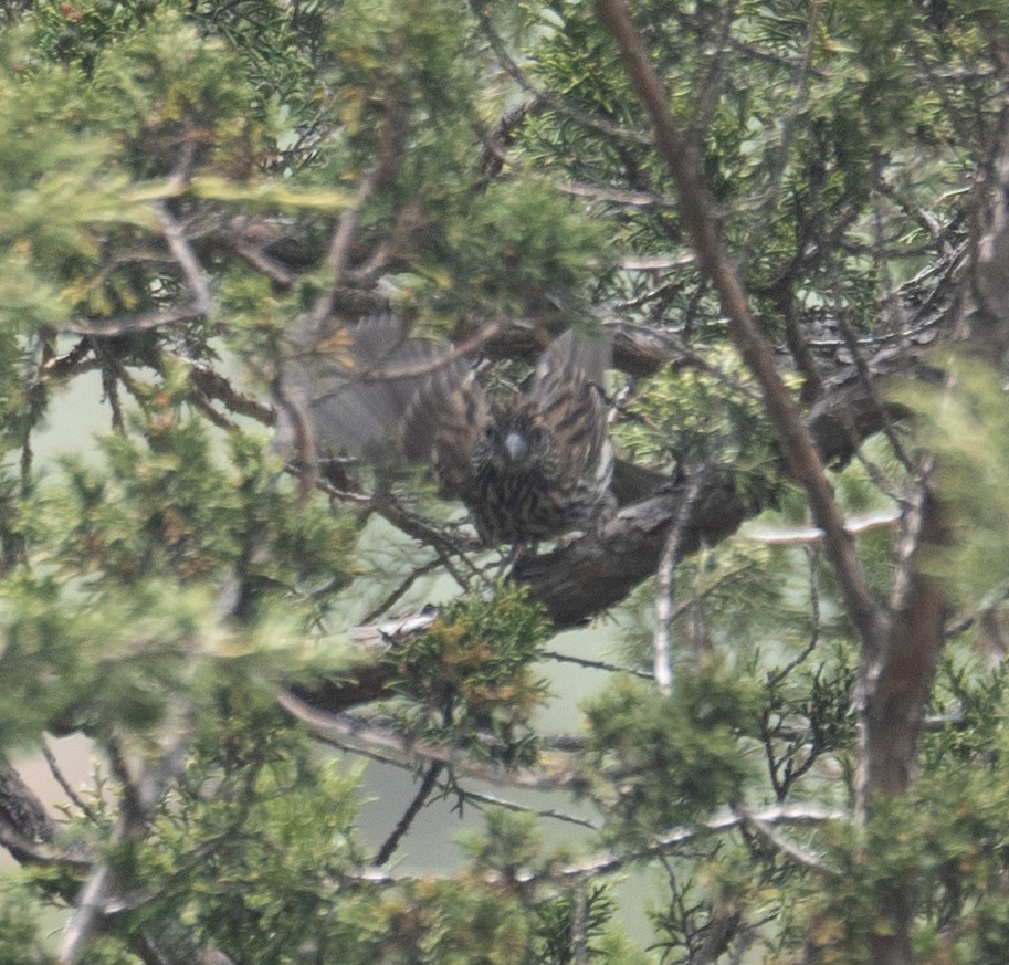 Chinese White-browed Rosefinch - ML644191927