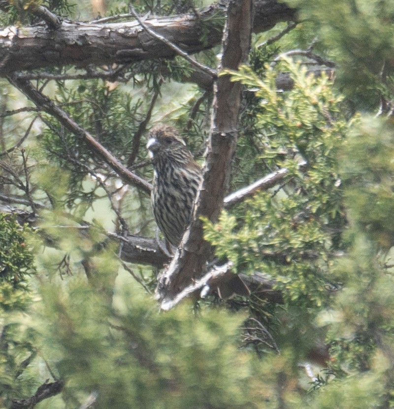 Chinese White-browed Rosefinch - ML644191928