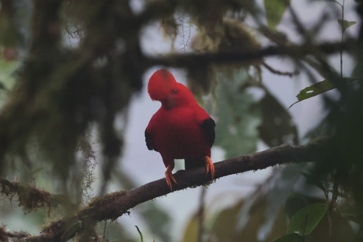 Andean Cock-of-the-rock - ML644191931
