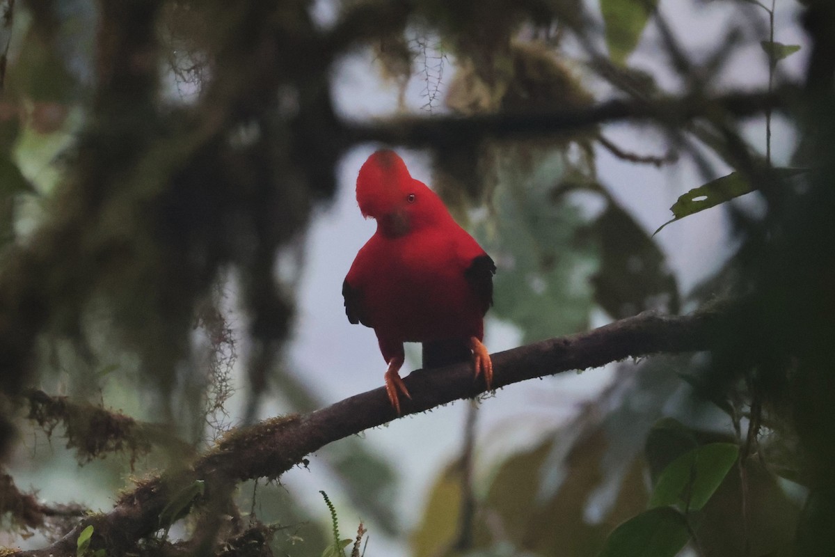 Andean Cock-of-the-rock - ML644191932
