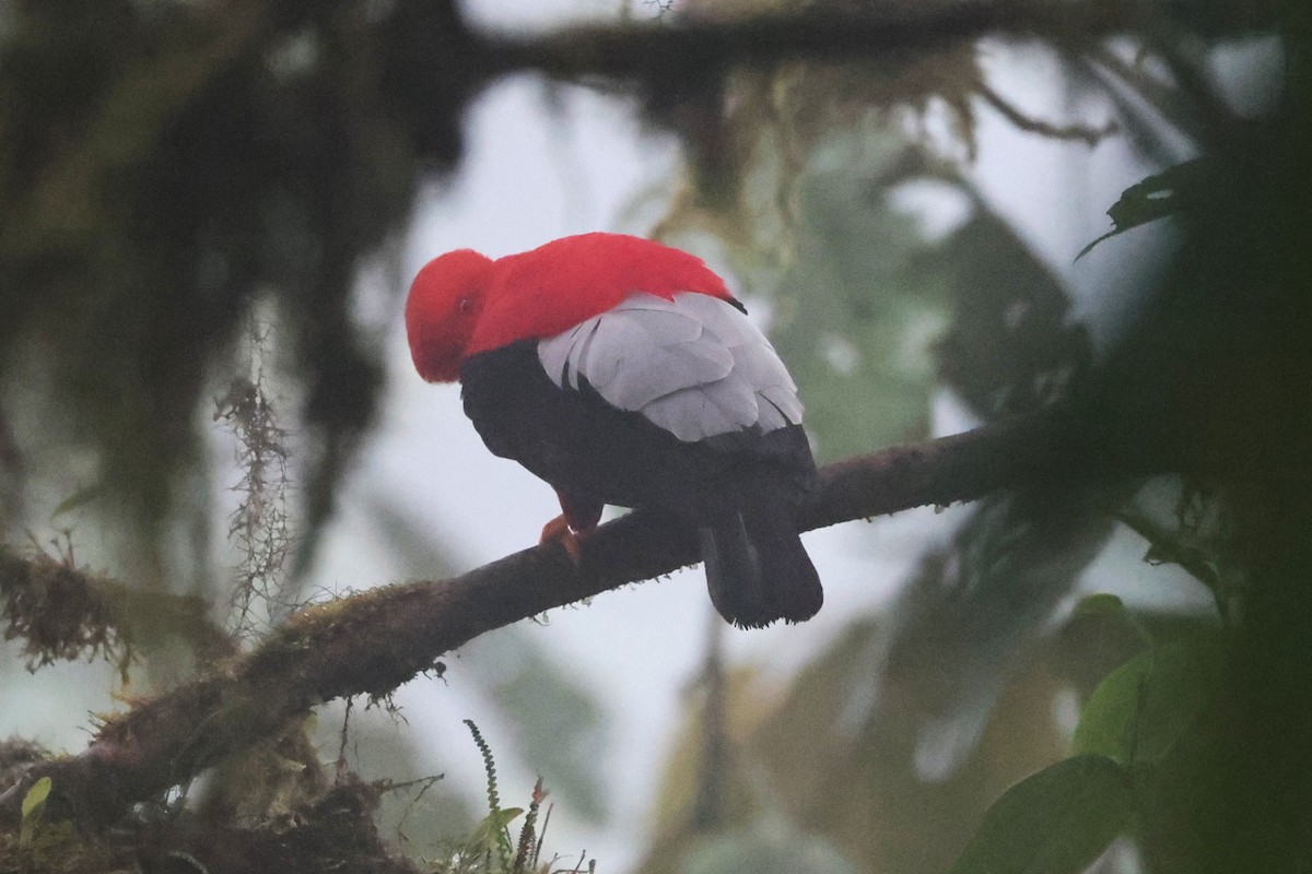 Andean Cock-of-the-rock - ML644191933