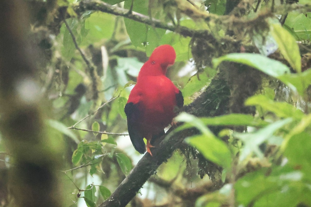 Andean Cock-of-the-rock - ML644191935