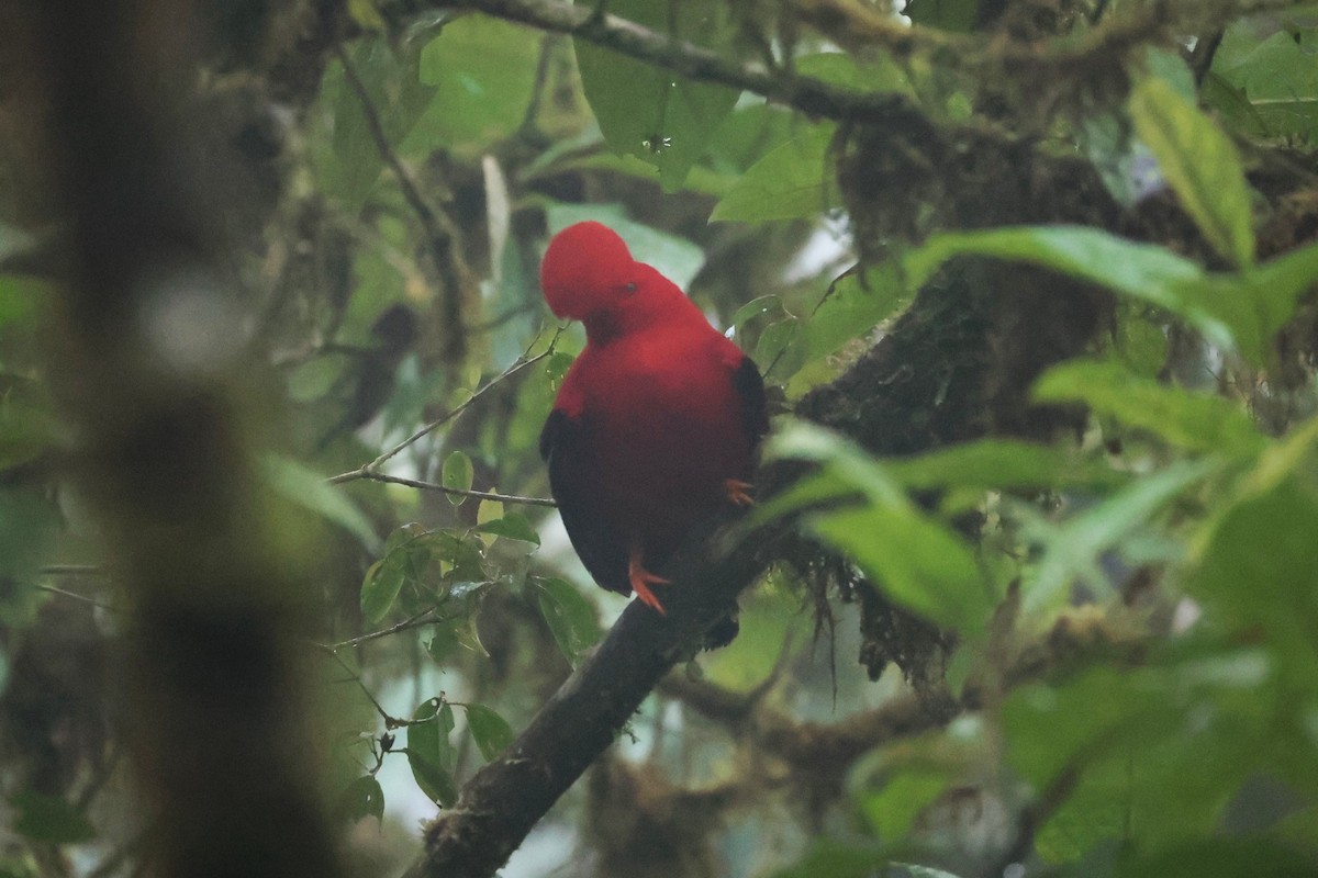 Andean Cock-of-the-rock - ML644191936