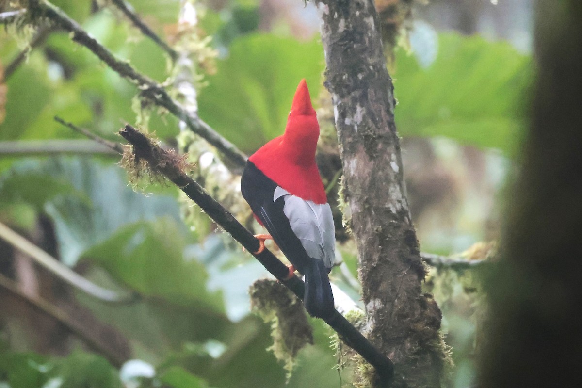 Andean Cock-of-the-rock - ML644191937