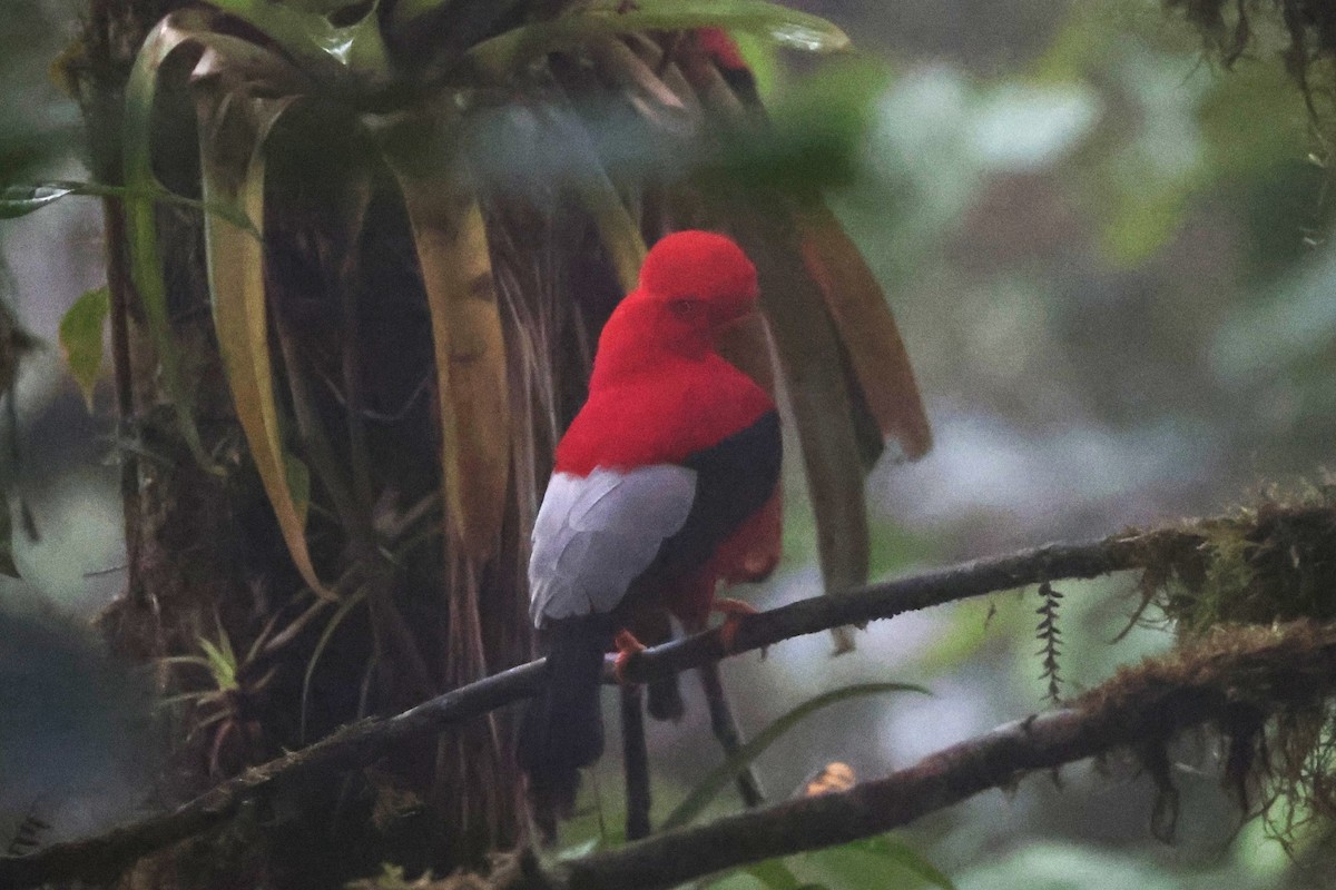 Andean Cock-of-the-rock - ML644191938