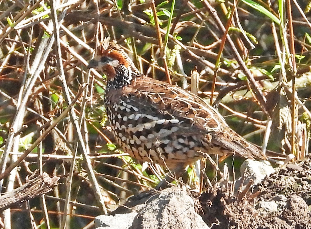 Crested Bobwhite - ML644191945