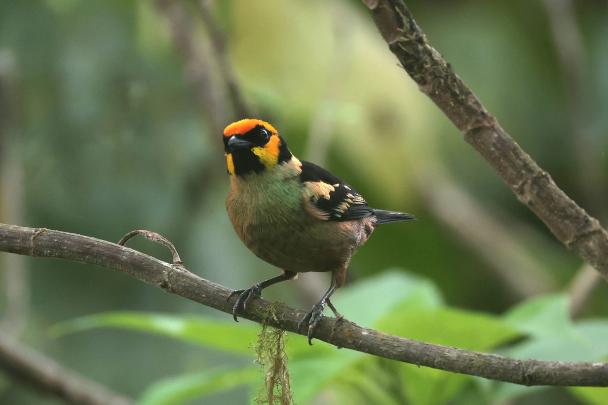 Flame-faced Tanager - ML644191949