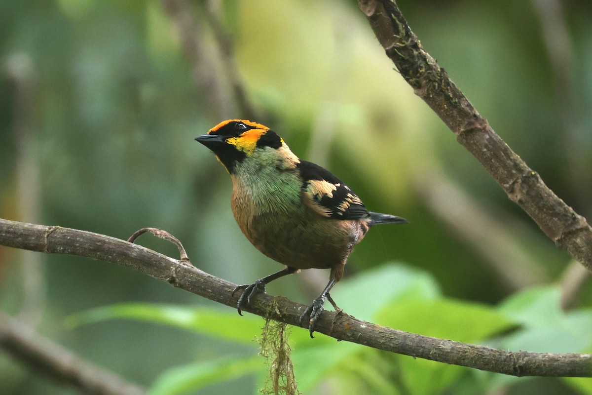 Flame-faced Tanager - ML644191950