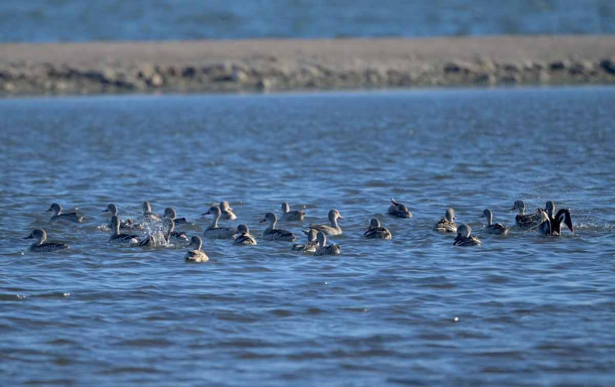 アカハシコガモ - ML644191952