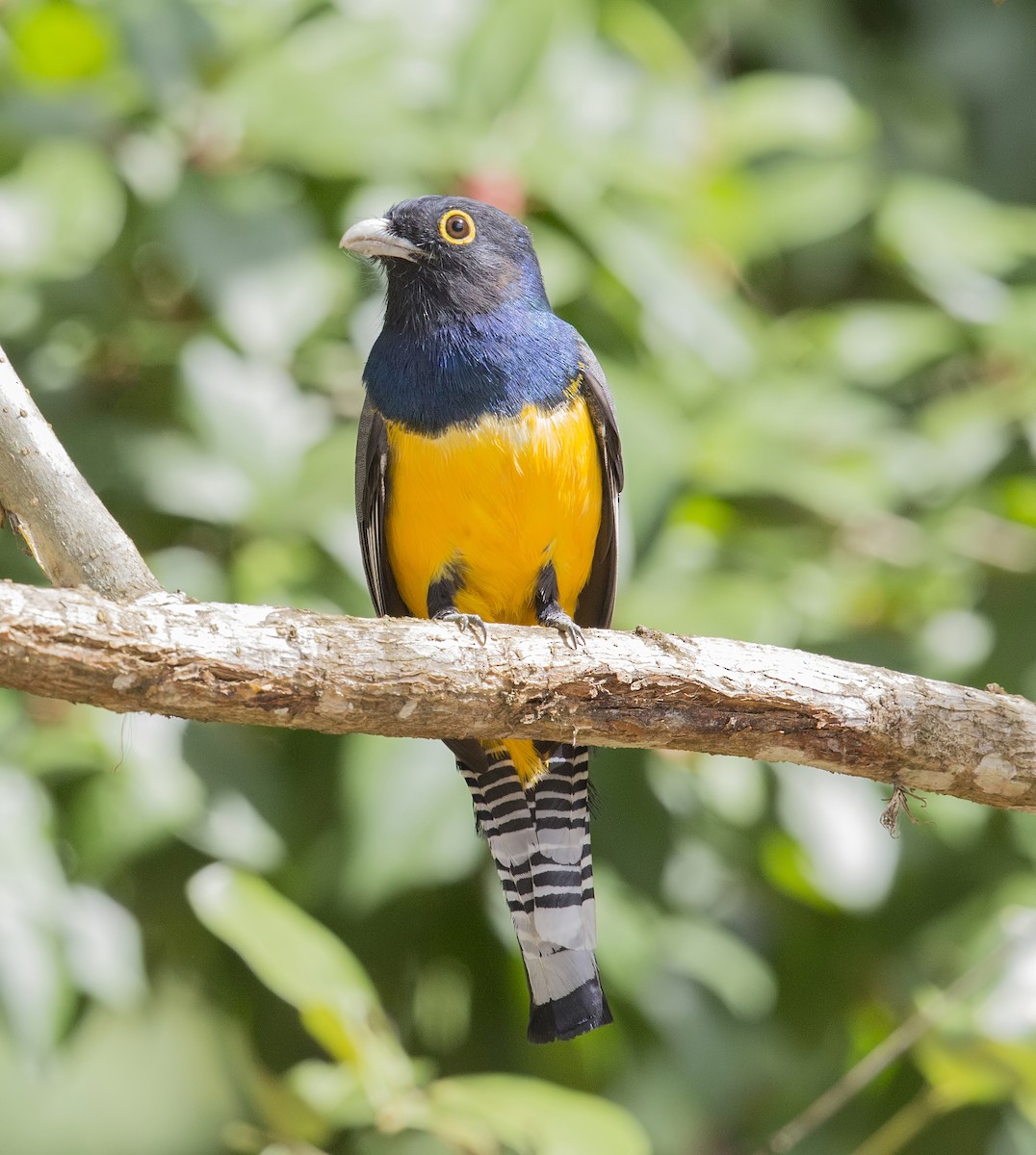 Mor Trogon - ML644192010