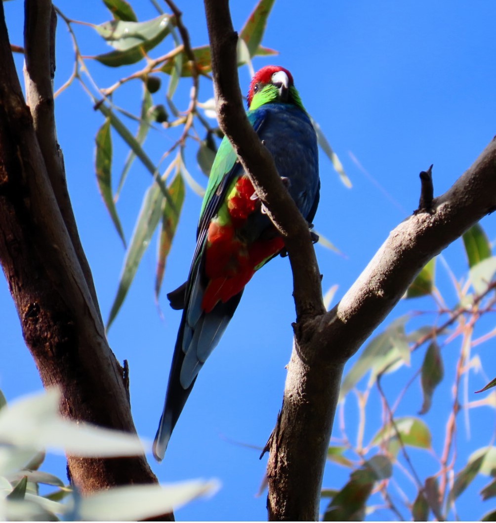 Red-capped Parrot - ML644192015